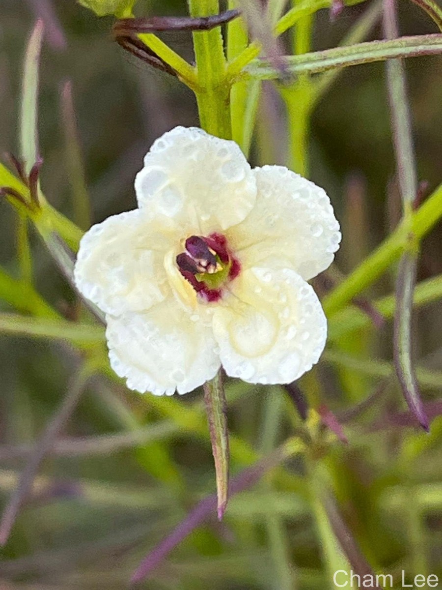 Sopubia trifida Buch.-Ham. ex D.Don